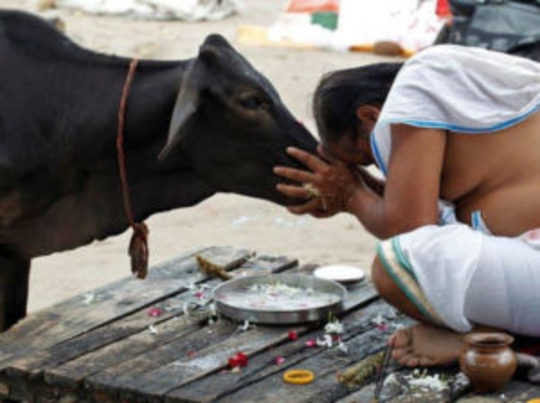 काली गाय को घास खिलाने से होते हैं कई सारे फायदें, पापों से मिलती है मुक्ति