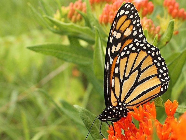 एक बार एक व्यक्ति जंगल में टहल रहा था, जब वह थक गया तो आराम करने के लिए एक पेड़ के नीचे बैठ गया, तभी उसकी नजर एक अंडे पर पड़ी जिसमें से तितली का बच्चा बाहर निकलने……