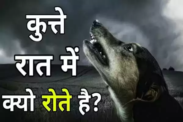 रात के समय आखिर क्यों रोते हैं कुत्ते? क्या आपको पता है इसके पीछे की कारण, जानिए वजह