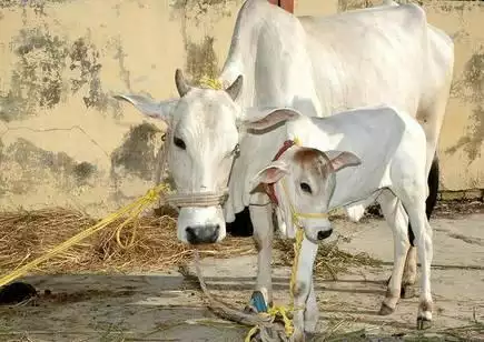 आखिर क्यों नही होते हैं गाय के ऊपर वाले दांत, जानिए 