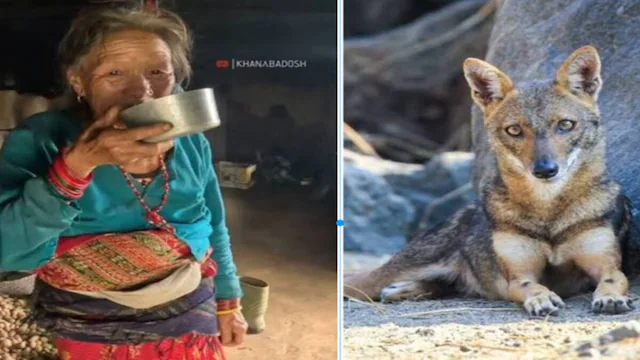घुटनों और कमर दर्द का इलाज! लोग सियार के मांस से बनी शराब पी रहे, वजह जानकर रह जाएंगे दंग…